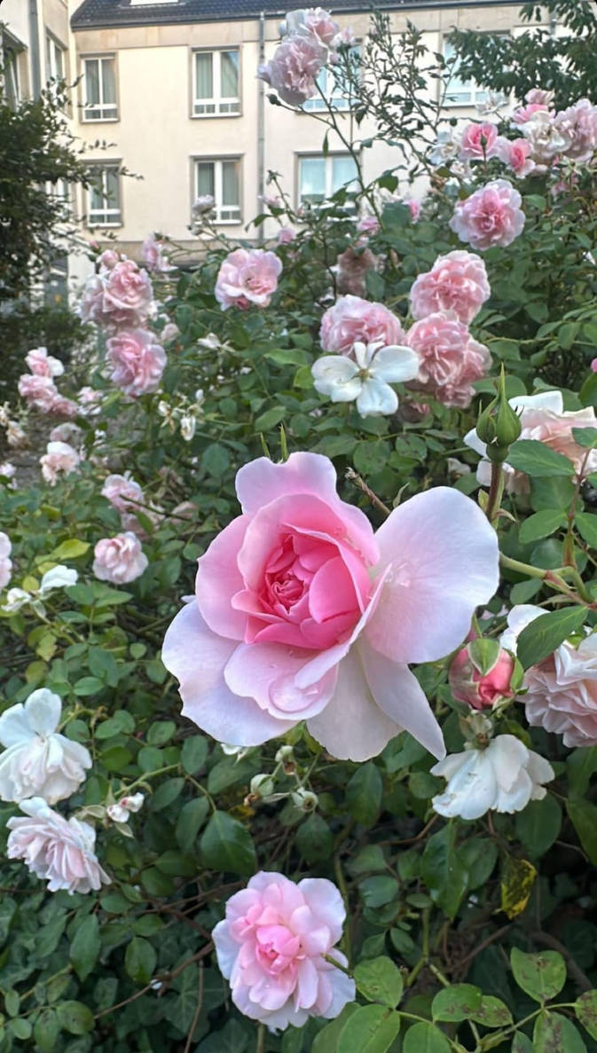 READ/DOWNLOAD$ Art: The Definitive Visual Guide FU by FraserConnor on ...