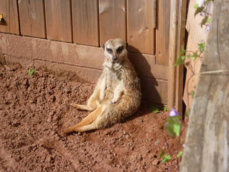 Sitting Meerkat