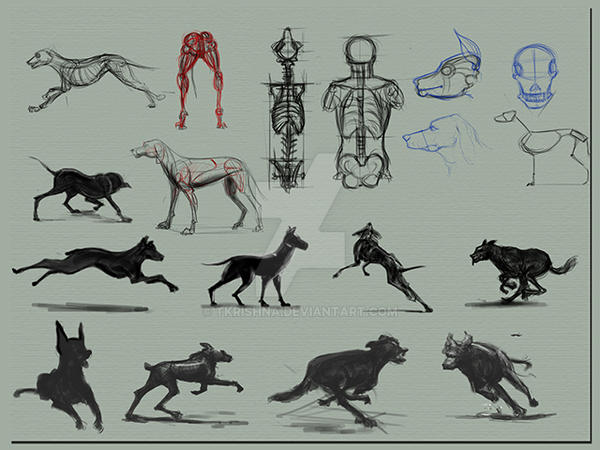 Animal Xps File Deviantart Animal (6) by tkrishna on DeviantArt
