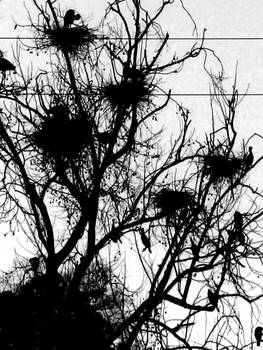 Muder of Crows