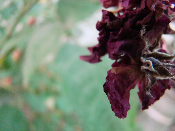 murita by ancientvoodoo on DeviantArt