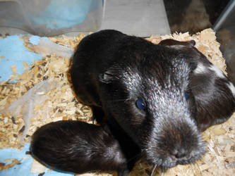 my guinea pig and her babies storm and oreo.