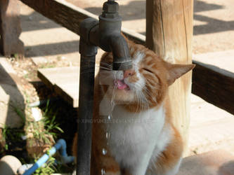 Thirsty kitty