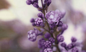 Lost purple by lallirrr-photography Lost purple by lallirrr-photography