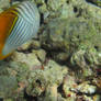 Tropical Yellow Fish Great Barrier Reef