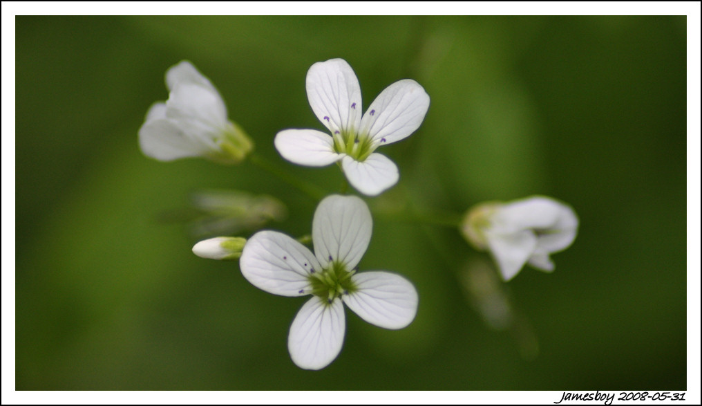 Sweet white....