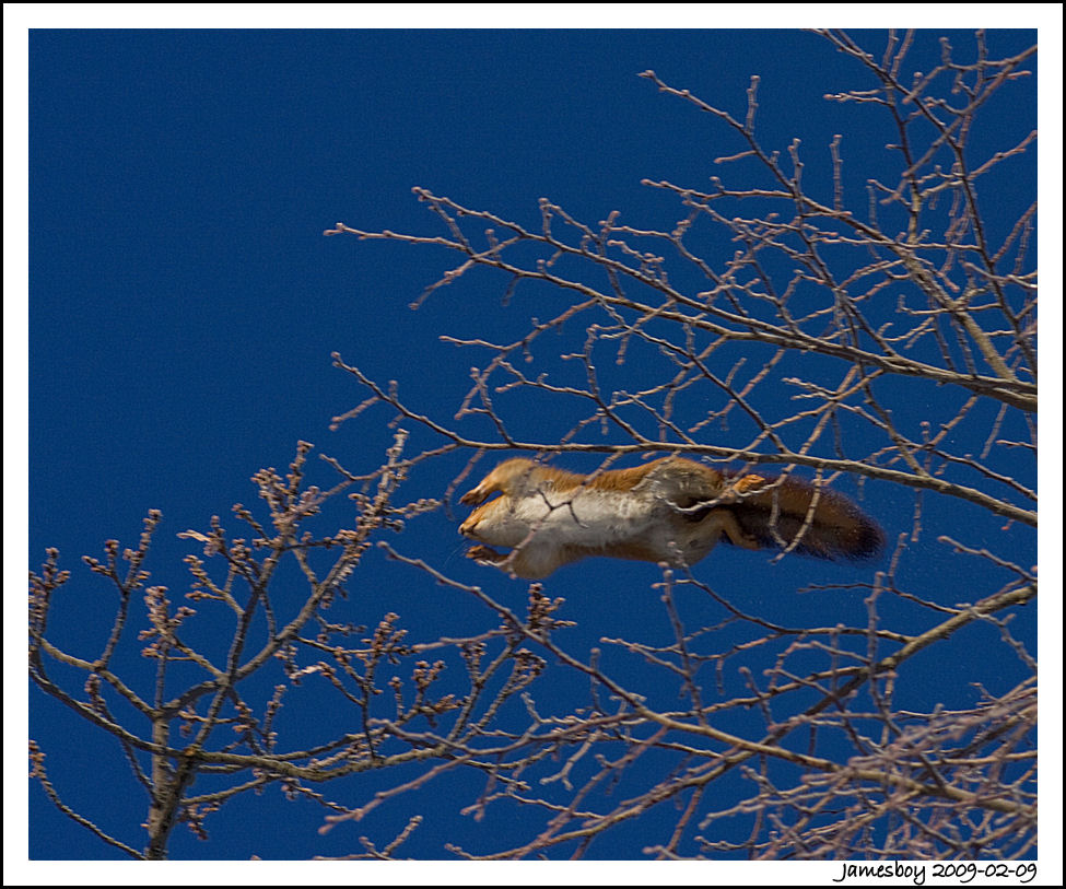 super squirrel