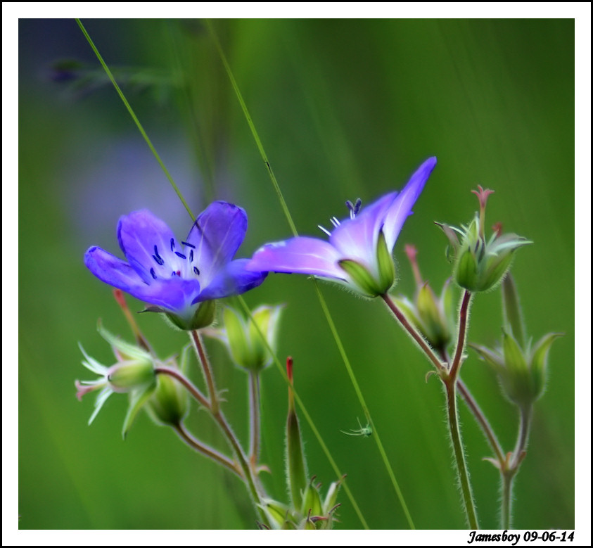 Blue heaven....