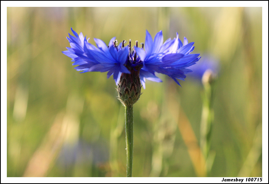 cornflower for summer