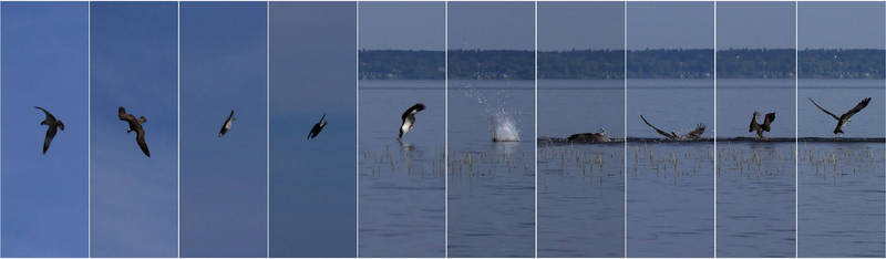 Osprey attack