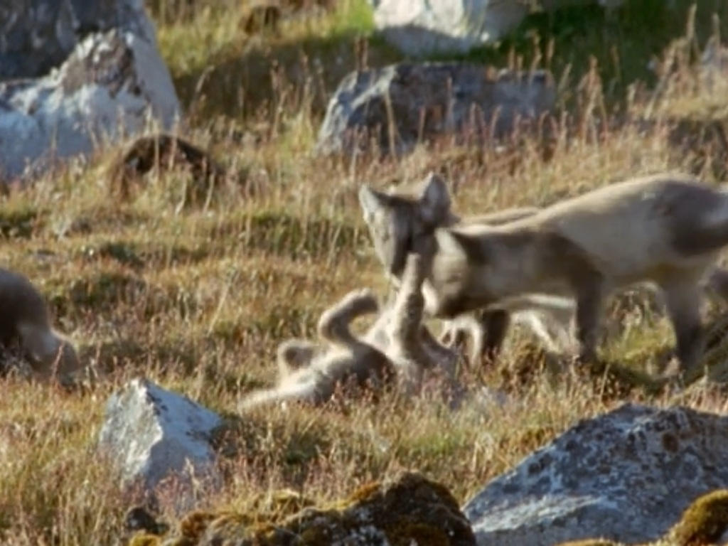 Playing arctic fox by velociraptort-rex on DeviantArt