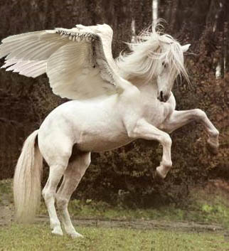 White Pegasus Rearing