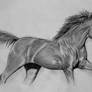 Hand Drawn Horse Galloping