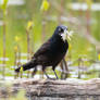 Grackle with Mayflies 