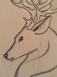 Deer Drawing