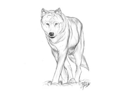 wolf commission sketch