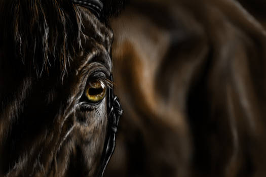 Horse detail