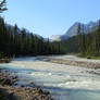 Evening impression from Yoho National Park