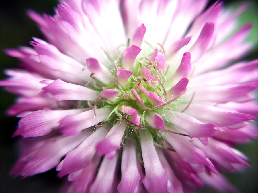 Trifolium II