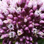 Allium