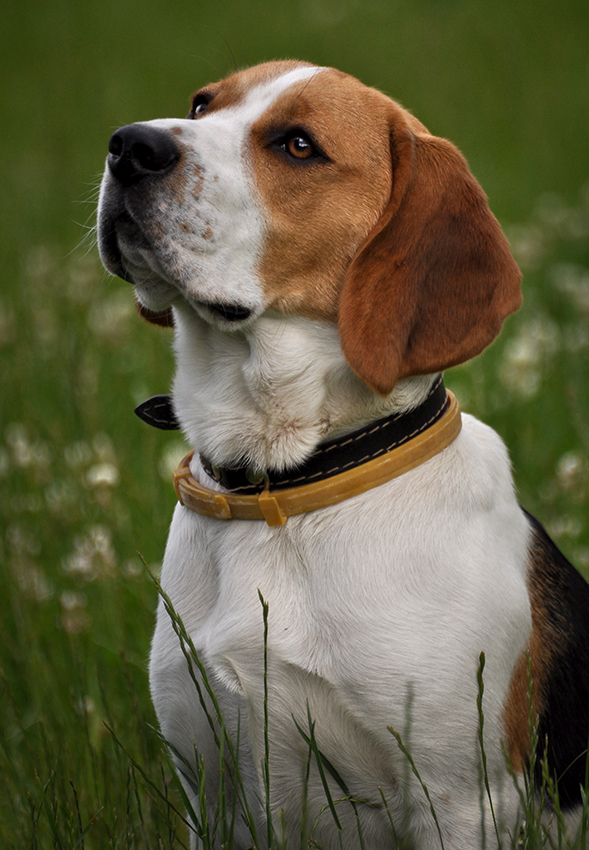 ...beagle...