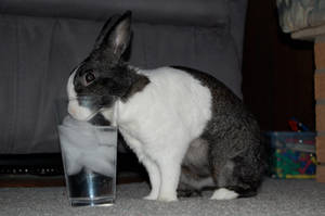 Thirsty Bun Bun