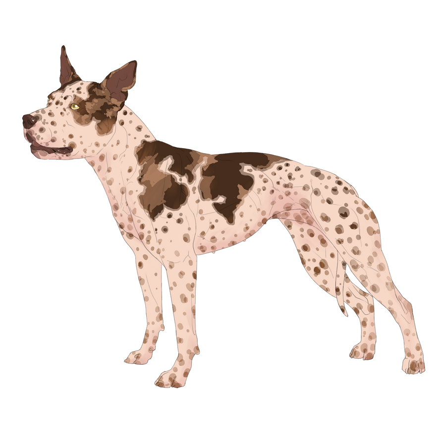 Checkmate's Seek The Attention 1xW 1xL by CH3CKMAT3-K3NN3LS on DeviantArt