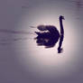 lonely swan.