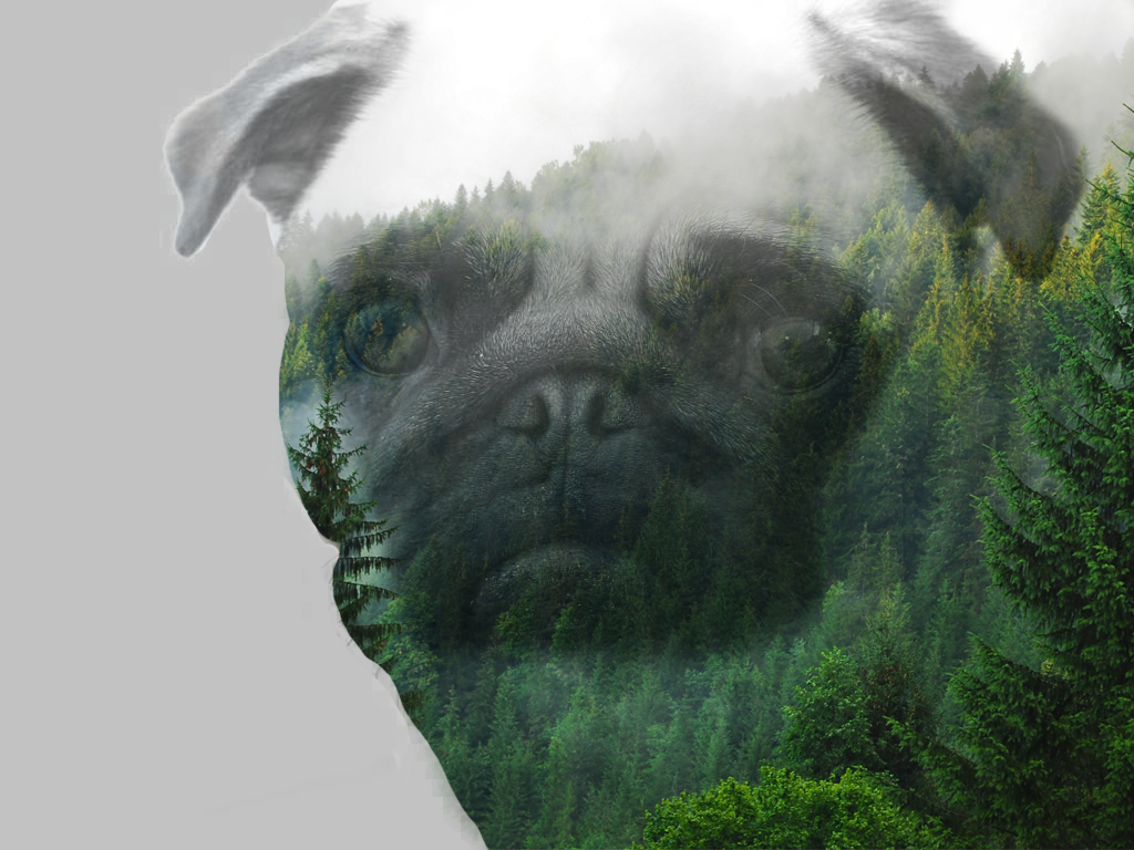 Pug in the forest