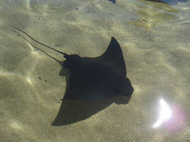 Ray