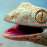 Tokay Gecko