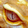 Leopard Gecko eye shot