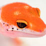 Red Enigma Leopard Gecko