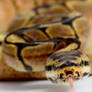 Spider Ball Python