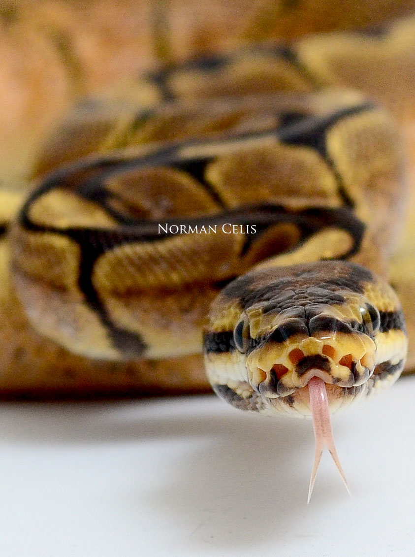 Spider Ball Python