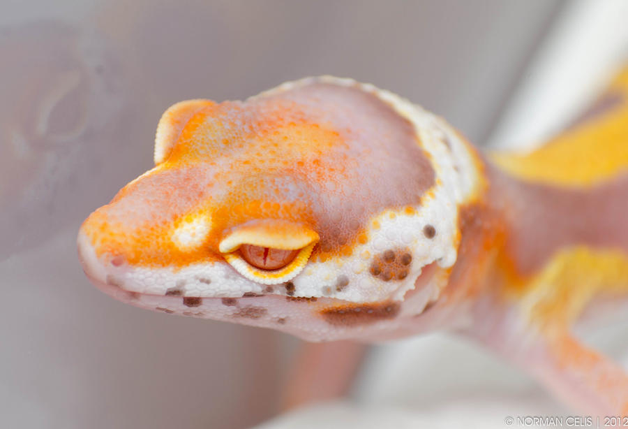 Bell Albino Leopard GEcko