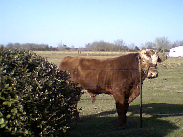 the eyeballing cow