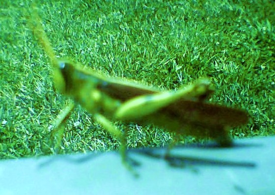 young grasshopper