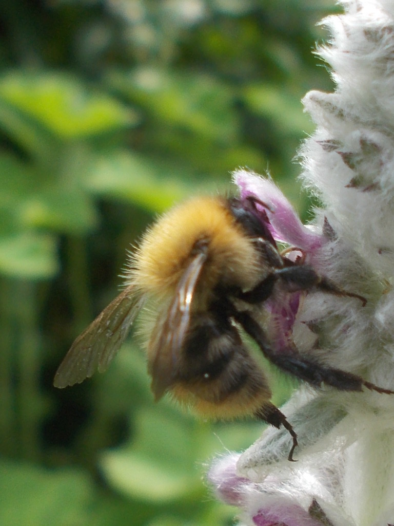 Bombus pascuorum