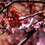 Cherry Blossoms in Spring