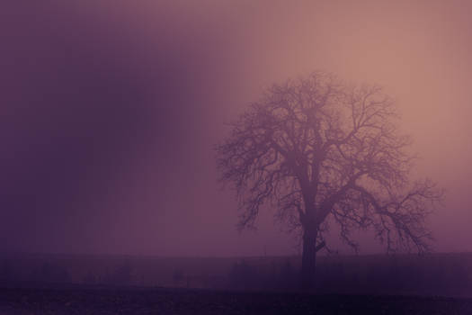Winter Fog II