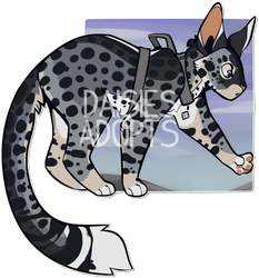 Cat adoptable | Auction | CLOSED