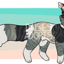 Cat adoptable | Auction | CLOSED