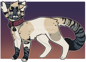 Cat adoptable | Auction | CLOSED