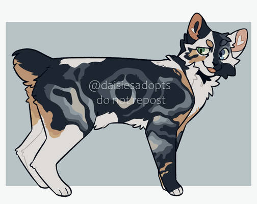 Cat adoptable | Auction | CLOSED