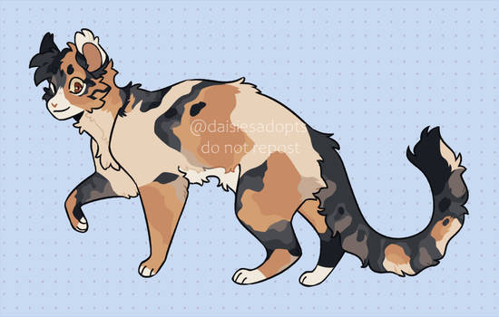 Cat adoptable | Auction | CLOSED