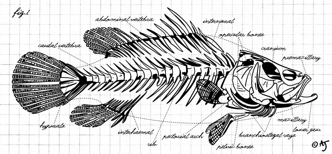 Skeleton Diagram of a Perch Fish by alisonje on DeviantArt