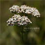 touch of a milfoil