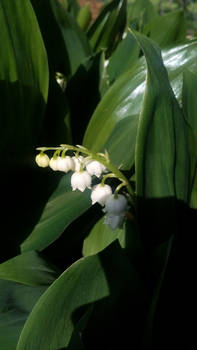 Lily of the valley