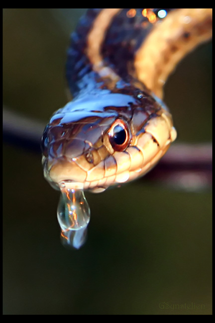 Garter Portrait XVI